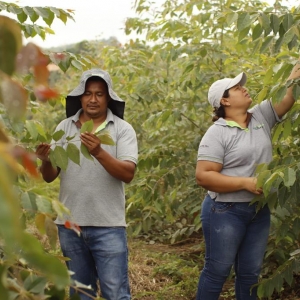  - gestión sostenible, maderas tropicales