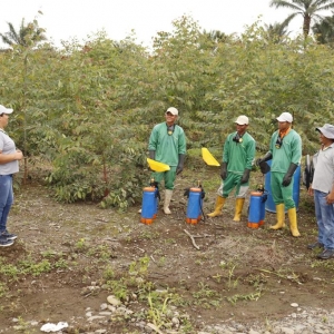  - manejo forestal sustentable,