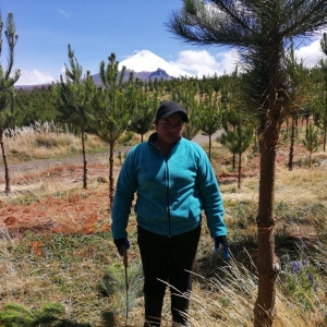  - investigación forestal, manejo sostenible del paisaje