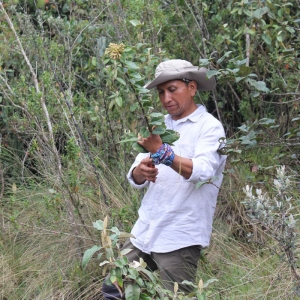  - manejo sostenible del paisaje, maderas tropicales