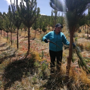  - jalisco, uso innovador de la madera.