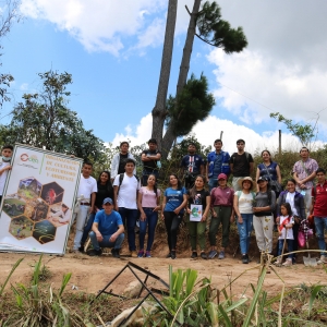  - uso innovador de la madera., deforestación