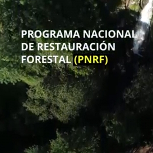  - maderas tropicales, investigación forestal