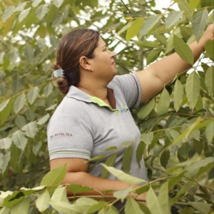  - mayra susana cila mero, manejo forestal sustentable