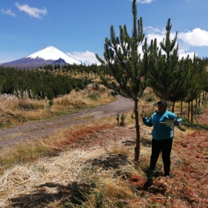  - deforestación,jalisco